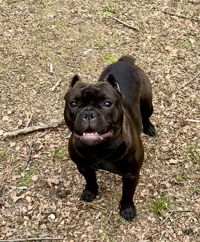 Roux – American Bully puppy for sale in Kalamazoo, MI