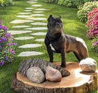 Roux, a female American Bully for sale in Kalamazoo, MI – 4 of 6