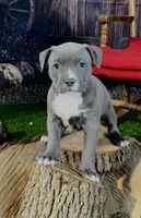 Star, a female American Bully for sale in Kalamazoo, MI – 6 of 7