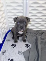 Venus, a female American Bully for sale in Kalamazoo, MI – 3 of 9