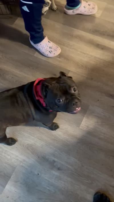 Roux, a female American Bully for sale in Kalamazoo, MI – 6 of 6