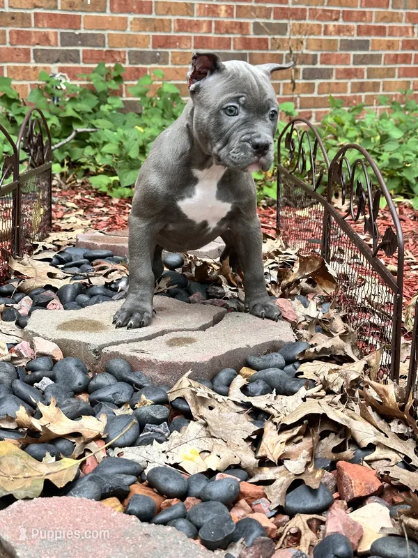 Venus – American Bully puppy for sale in Kalamazoo, MI