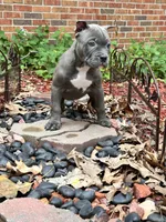 Venus, a female American Bully for sale in Kalamazoo, MI – 1 of 9