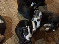 Cleo, a female American Bulldog and Great Dane for sale in Blue Ridge, TX – 2 of 3