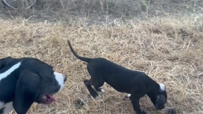 Ethan, a male American Bulldog and Great Dane for sale in Blue Ridge, TX – 3 of 3