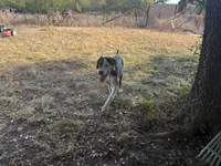 Dusty, a female American Bulldog and Great Dane for sale in Blue Ridge, TX – 3 of 3
