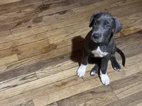 Ethan, a male American Bulldog and Great Dane for sale in Blue Ridge, TX – 2 of 3