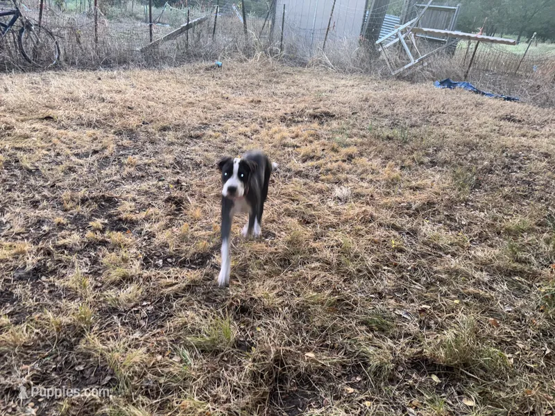 Cleo – American Bulldog, Great Dane puppy for sale in Blue Ridge, TX