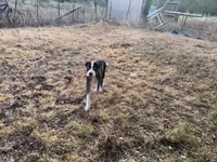 Cleo, a female American Bulldog and Great Dane for sale in Blue Ridge, TX – 1 of 3