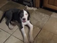 Dusty, a female American Bulldog and Great Dane for sale in Blue Ridge, TX – 2 of 3