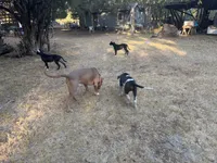 Peter, a male American Bulldog and Great Dane for sale in Blue Ridge, TX – 3 of 3