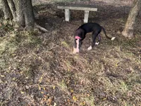 Cleo, a female American Bulldog and Great Dane for sale in Blue Ridge, TX – 3 of 3