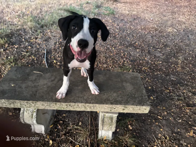 Cleo – American Bulldog, Great Dane puppy for sale in Blue Ridge, TX