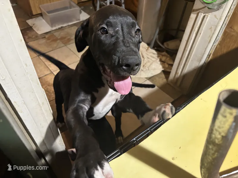 Ethan – American Bulldog, Great Dane puppy for sale in Blue Ridge, TX