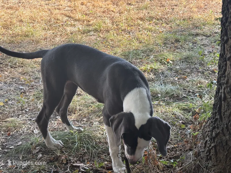 Dusty – American Bulldog, Great Dane puppy for sale in Blue Ridge, TX