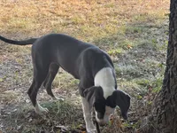 Dusty, a female American Bulldog and Great Dane for sale in Blue Ridge, TX – 1 of 3