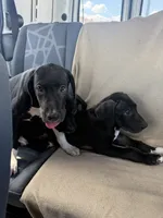 Peter, a male American Bulldog and Great Dane for sale in Blue Ridge, TX – 2 of 3