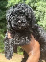 Beauty, a female Cavapoo for sale in Covington, GA – 4 of 7