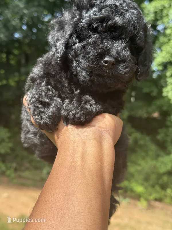 Beauty – Cavapoo puppy for sale in Covington, GA