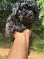 Beauty, a female Cavapoo for sale in Covington, GA – 1 of 7