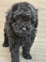 Beauty, a female Cavapoo for sale in Covington, GA – 2 of 7