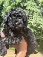 Beauty, a female Cavapoo for sale in Covington, GA – 6 of 7