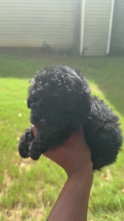 Beauty, a female Cavapoo for sale in Covington, GA – 7 of 7