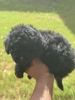 Beauty, a female Cavapoo for sale in Covington, GA – 3 of 7
