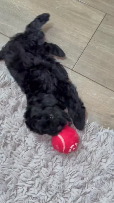 Beauty, a female Cavapoo for sale in Covington, GA – 5 of 7