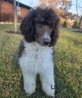 Lilo, a male Poodle - Multi-Colored Standard and Poodle - Standard  for sale in Round Lake, IL – Photo 4 of 5