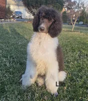 Lilo, a male Poodle - Multi-Colored Standard and Poodle - Standard  for sale in Round Lake, IL – Photo 1 of 5