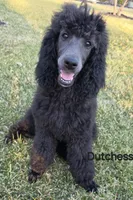 Dutchess , a female Poodle - Miniature  and Poodle - Standard  for sale in Round Lake, IL – Photo 2 of 4