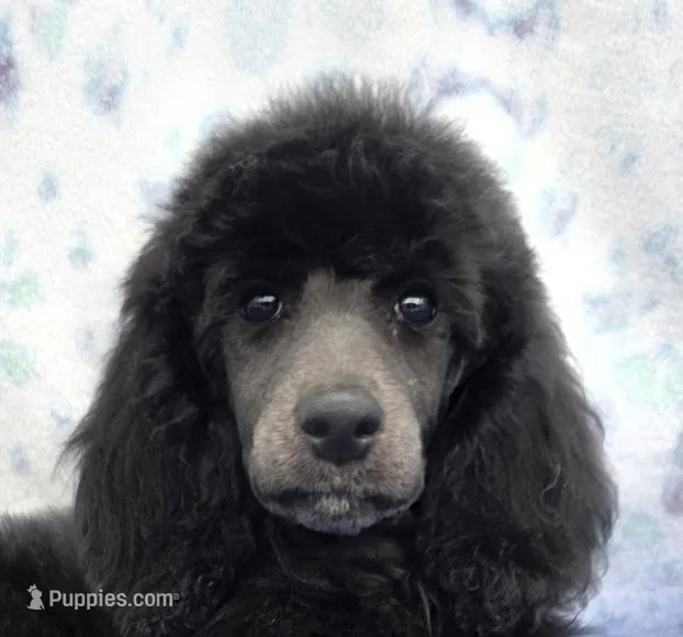 Dutchess  – Poodle - Miniature , Poodle - Standard  puppy for sale in Round Lake, IL