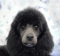 Dutchess , a female Poodle - Miniature  and Poodle - Standard  for sale in Round Lake, IL – Photo 1 of 4