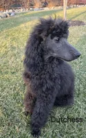 Dutchess , a female Poodle - Miniature  and Poodle - Standard  for sale in Round Lake, IL – Photo 4 of 4