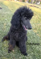 Dutchess , a female Poodle - Miniature  and Poodle - Standard  for sale in Round Lake, IL – Photo 3 of 4