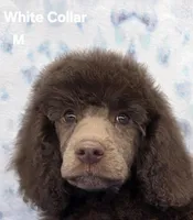 Flynn , a male Poodle - Miniature  and Poodle - Standard  for sale in Round Lake, IL – Photo 1 of 4