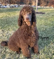 Flynn , a male Poodle - Miniature  and Poodle - Standard  for sale in Round Lake, IL – Photo 2 of 4