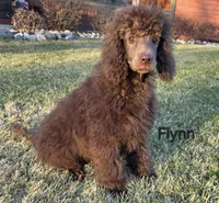 Flynn , a male Poodle - Miniature  and Poodle - Standard  for sale in Round Lake, IL – Photo 3 of 4
