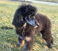 Willow, a female Poodle - Multi-Colored Standard and Poodle - Standard  for sale in Round Lake, IL – Photo 4 of 4