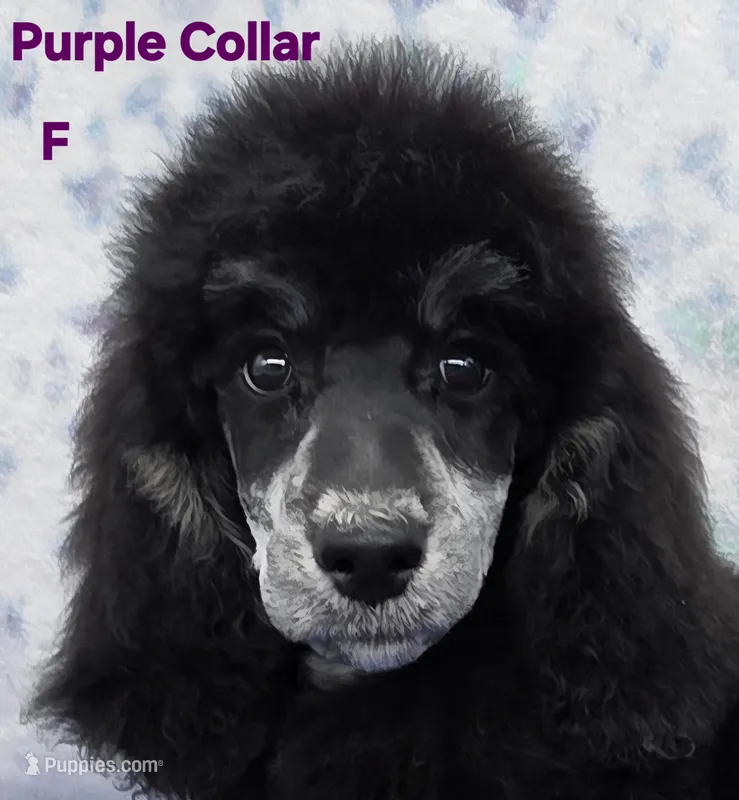 Willow – Poodle - Multi-Colored Standard, Poodle - Standard  puppy for sale in Round Lake, IL