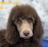 Triton , a male Poodle - Standard  for sale in Round Lake, IL – Photo 1 of 4