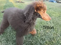 Triton , a male Poodle - Standard  for sale in Round Lake, IL – Photo 4 of 4