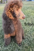 Triton , a male Poodle - Standard  for sale in Round Lake, IL – Photo 2 of 4