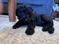 Dolly, a female Giant Schnauzer for sale in Cleburne, TX – Photo 9 of 10