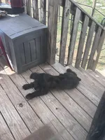 Dolly, a female Giant Schnauzer for sale in Cleburne, TX – Photo 6 of 10