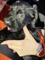 Dolly, a female Giant Schnauzer for sale in Cleburne, TX – Photo 5 of 10