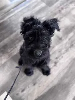 Dolly, a female Giant Schnauzer for sale in Cleburne, TX – Photo 2 of 10