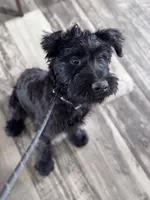 Dolly, a female Giant Schnauzer for sale in Cleburne, TX – Photo 1 of 10