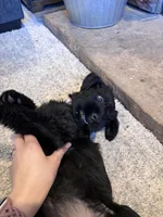 Dolly, a female Giant Schnauzer for sale in Cleburne, TX – Photo 8 of 10